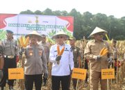 Panen Raya Jagung Serentak Digelar di Konsel, Sultra Siap Jadi Lumbung Pangan Nasional