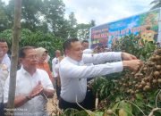 Konawe Menuju Agrowisata: Bupati Dorong Kelengkeng Lalombonda Jadi Ikon Baru