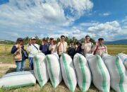 Bulog Konawe All Out Serap Gabah Rp6.500/Kg, Perkuat SPHP Jaga Stabilitas Harga Beras