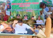 Panen Jagung Hibrida di Konawe: Perjalanan Panjang dan Penyebrangan Sungai Jadi Bukti Dedikasi Pemda