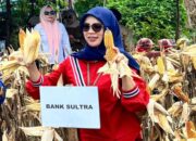 Pimpinan Bank Sultra Cabang Konawe, Hadiri Panen Jagung di Tetewonua, Siapkan memberikan kredit KUR ke petani
